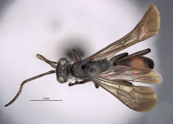 Media type: image;   Entomology 29322 Aspect: habitus dorsal view
